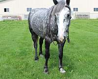 dappled-percheron-horse