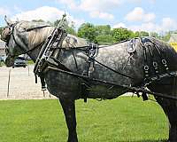 all-around-percheron-horse