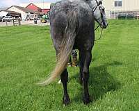 harness-percheron-horse