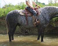 draft-percheron-horse