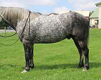 driving-percheron-horse