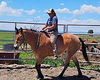 dressage-draft-horse