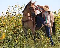 heel-draft-horse