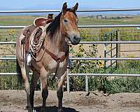 ranch-draft-horse