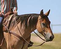 ranch-work-draft-horse