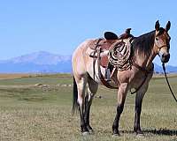 roping-draft-horse