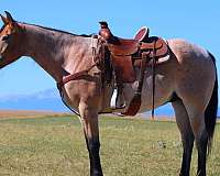 trail-riding-draft-horse