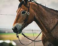 bareback-draft-horse