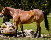 fence-draft-horse