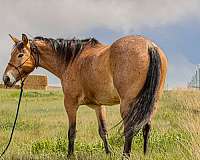 reining-draft-horse