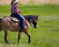 western-dressage-draft-horse