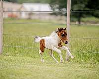 kid-pony-miniature