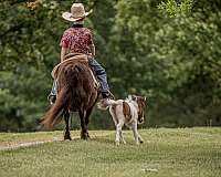 baby-filly-mare