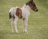 paint-miniature-pony