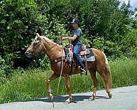 palomino-see-pics-horse