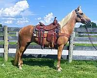 family-kentucky-mountain-horse