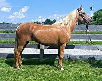 trail-kentucky-mountain-horse