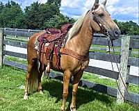 husband-safe-kentucky-mountain-horse