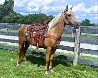 all-around-kentucky-mountain-horse