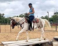 bay-roan-tobiano-horse