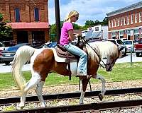 sorrel-tobiano-horse