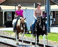 family-spotted-saddle-horse