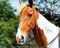 trail-spotted-saddle-horse