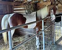 husband-safe-spotted-saddle-horse