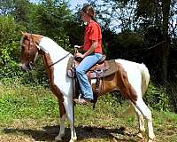 all-around-spotted-saddle-horse