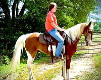 gaited-spotted-saddle-horse