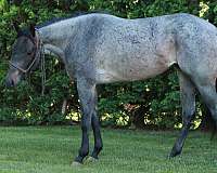 quarter-horse-for-sale