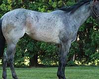 quarter-horse