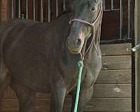 blue-roan-roan-trail-trained-horse