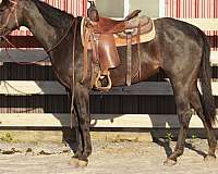 all-around-quarter-horse