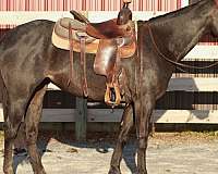 blue-roan-quarter-horse-mare