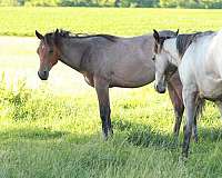 quarter-horse-filly