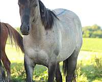 quarter-horse