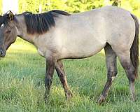 foundation-halter-colt