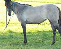 aqha-quarter-horse