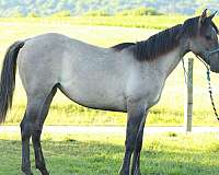 bred-quarter-horse