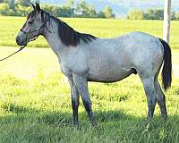 color-quarter-horse