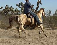 rope-horse-prospect-appaloosa