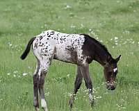 leopard-horse