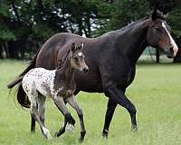 buckskin-leopard-horse