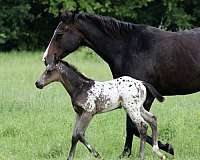 all-around-appaloosa-horse