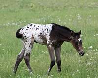 athletic-appaloosa-horse