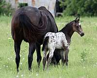 cowboy-mounted-shooting-appaloosa-horse