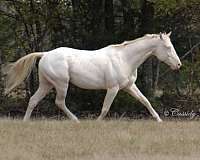 flashy-appaloosa-horse