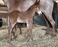 red-roan-roan-mule-filly