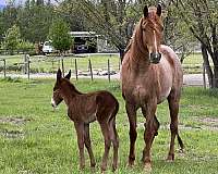 red-roan-roan-gaited-horse